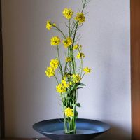 菜の花,花のある暮らし,植物のある暮らし,水盤,自己流生け花の画像