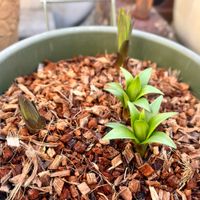 ダブルカサブランカホワイトアイズ,鉢植え,球根,ガーデニングの画像