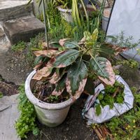 アボカドの画像