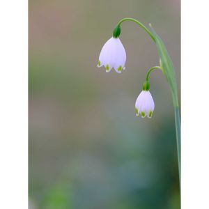 スノーフレーク,広い庭の画像