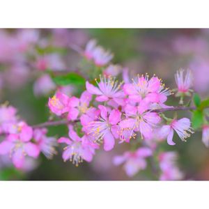 ニワウメ,広い庭の画像