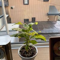 コーヒーの木の画像