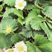 屋上,花のある暮らし,イチゴ♡,古株さん,家庭菜園奮闘日記の画像