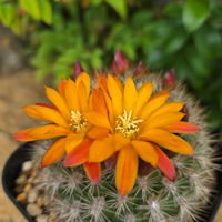 サボテン,花サボテン,花笠丸,サボテンの花,さぼてんの花の画像