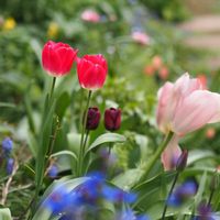 チューリップ,ヤグルマギク,春の花,赤い花,庭の画像