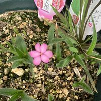 アッツ桜 さくら餅,アッツ桜 さくら餅,アッツ桜 いちご大福,ガーデニング,観察日記の画像