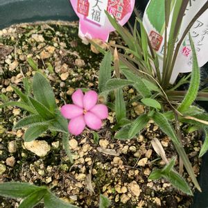 アッツ桜 さくら餅,アッツ桜 さくら餅,アッツ桜 いちご大福,ガーデニング,観察日記の画像