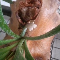 ビカクシダ,着生植物,植物のある暮らし,植中毒,でけたしこ園芸の画像