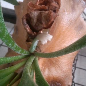 ビカクシダ,着生植物,植物のある暮らし,植中毒,でけたしこ園芸の画像