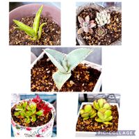 秀麗,リュウゼツラン,赫麗(かくれい),アガベ ドラゴントゥース,ライラックミストの画像