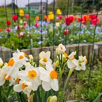 スイセン,チューリップ,ネモフィラの画像