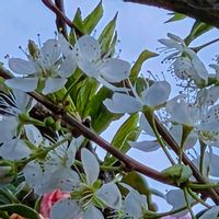 スモモ,プラム,プラム,オトメツバキの画像