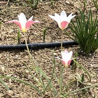 イングリッシュガーデン,GSの繋がりに感謝♡,チーム愛知,豊田市鞍ケ池公園の画像