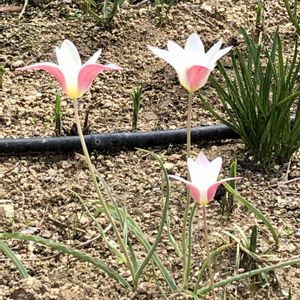 イングリッシュガーデン,GSの繋がりに感謝♡,チーム愛知,豊田市鞍ケ池公園の画像