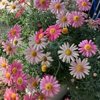 マーガレット,マーガレットストロベリーホイップ,マーガレットストロベリーホイップ,ガーデニング,観察日記の画像