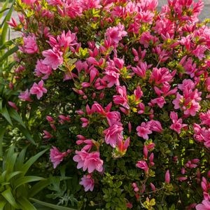 みまもり隊,風に揺れる花,おうち園芸,家の庭風景,広い庭の画像