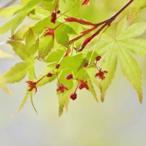 イロハモミジ,イロハモミジ,イロハモミジ,イロハモミジ,イロハモミジの画像