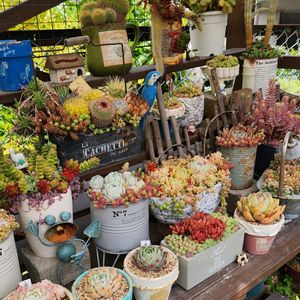 多肉植物,多肉寄せ植え,多肉棚,植物のある暮らし,多肉植物のある暮らしの画像