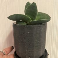 神刀,神刀,多肉植物の画像