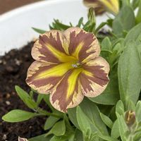 ムスカリ,ビオラ,サフィニア,ムスカリ　シベリアンタイガー,ムスカリ　シベリアンタイガーの画像