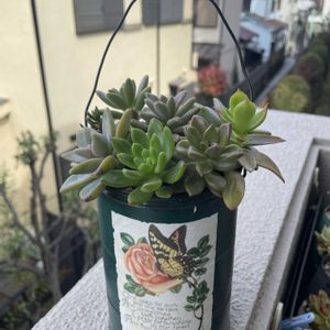 多肉植物,リメ缶,ベランダの画像