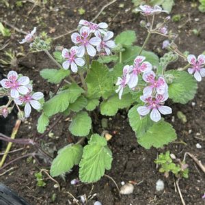 エロディアム　スイートハート,ナチュラルガーデン,春の庭,庭仕事４時間の画像