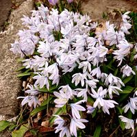 クロッカス,クロッカス,クロッカス,フクジュソウ,プスキニアの画像