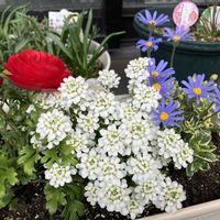 ブルーデージー,ラナンキュラス,宿根イベリス(エンジェルベール),ガーデニング,観察日記の画像