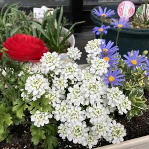 ブルーデージー,ラナンキュラス,宿根イベリス(エンジェルベール),ガーデニング,観察日記の画像