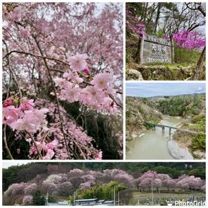 サクラ,ツツジ,枝垂れ桜,ヤマザクラ,お出掛け先の画像