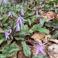 カタクリ,山野草の画像