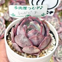 ダドレア ブリトニー,ダドレア アンソニー,エケベリア セドイデス錦,原種マクドガリー錦,成長記録 原種マクドガリー錦の画像