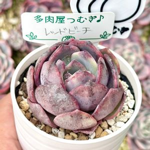 ダドレア ブリトニー,ダドレア アンソニー,エケベリア セドイデス錦,原種マクドガリー錦,成長記録 原種マクドガリー錦の画像