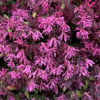 トキワマンサクの画像