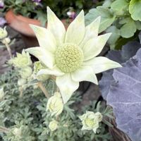 フランネルフラワー,ガーデニング,春の庭の画像