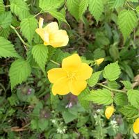 ヤマブキの画像