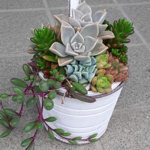 寄せ植え,多肉植物,普及種,多肉寄せ植え,ブリキポットの画像