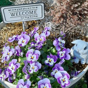 パンジー,ビオラ,寄せ植え,枯れた,春の訪れの画像