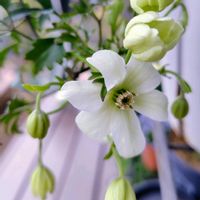 クレマチス,クレマチス  カートマニージョー,常緑クレマチス,ガーデニング,ナチュラルガーデンの画像