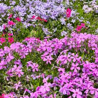 シバザクラ,シバザクラが満開,庭の画像