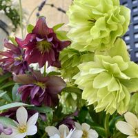 クリスマスローズ,ミモザの画像