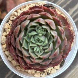 多肉植物,エケベリア属,成長,記録,置き場所問題の画像