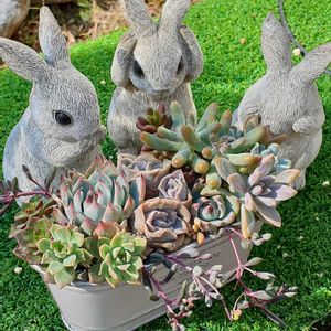 寄せ植え,多肉植物,多肉寄せ植え,ブリキポット,小さな鉢の画像