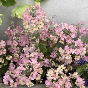 クリスマスローズ,サクラソウ,パンジー,一輪挿し,満開の画像