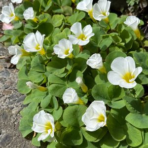 オキザリス　プルプレア,咲いた咲いた,嬉しい出会い,癒されて,清楚な花の画像