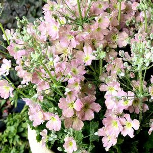 サクラソウ,ウィンティー,ウィンティー,ウィンティー・ピーチ,花のある暮らしの画像