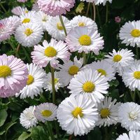 デージー,パンジー,ビオラ,マム,イングリッシュデージーの画像