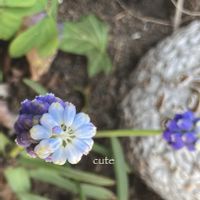 ムスカリ,いつもありがとうございますの画像