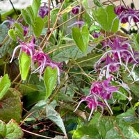 イカリソウ,イカリソウ(碇草),山野草,嬉しい出会い,癒されての画像