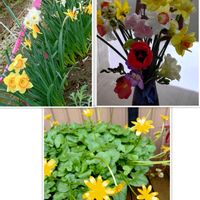 スイセン,ヒメリュウキンカ,キュンキュン乙女倶楽部,富山支部,狭い庭の画像